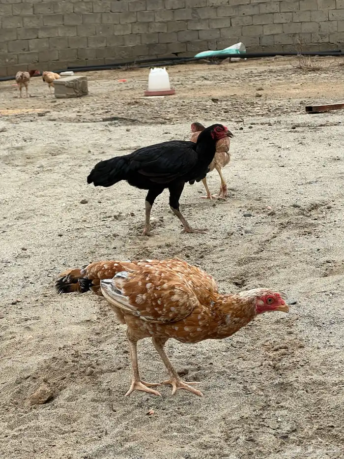 دجاج باكستاني 4