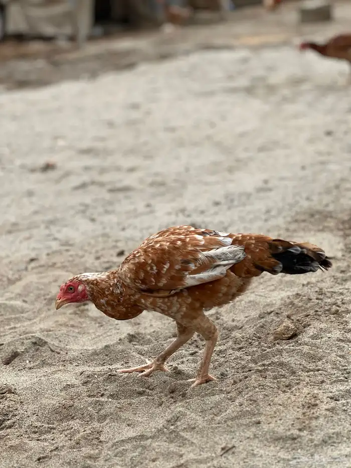 دجاج باكستاني 1