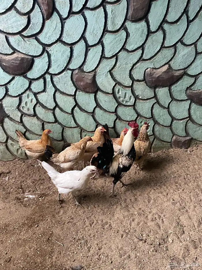 دجاج بلدي 5