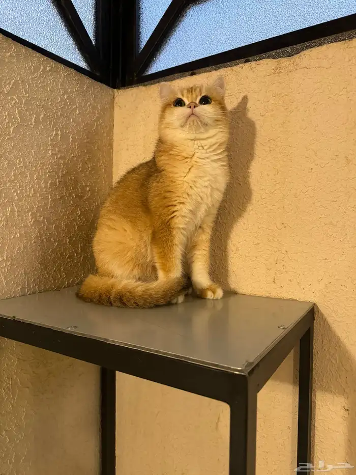 انثى سكوتش استريت بيور 0