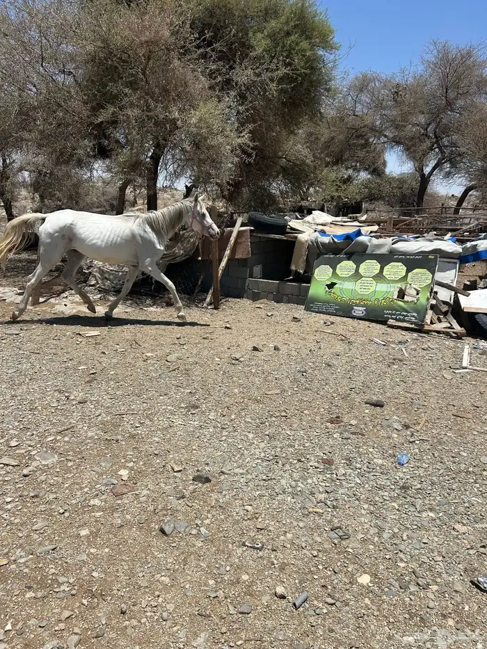 خيل (حصانين وفرس ومهرها) 3