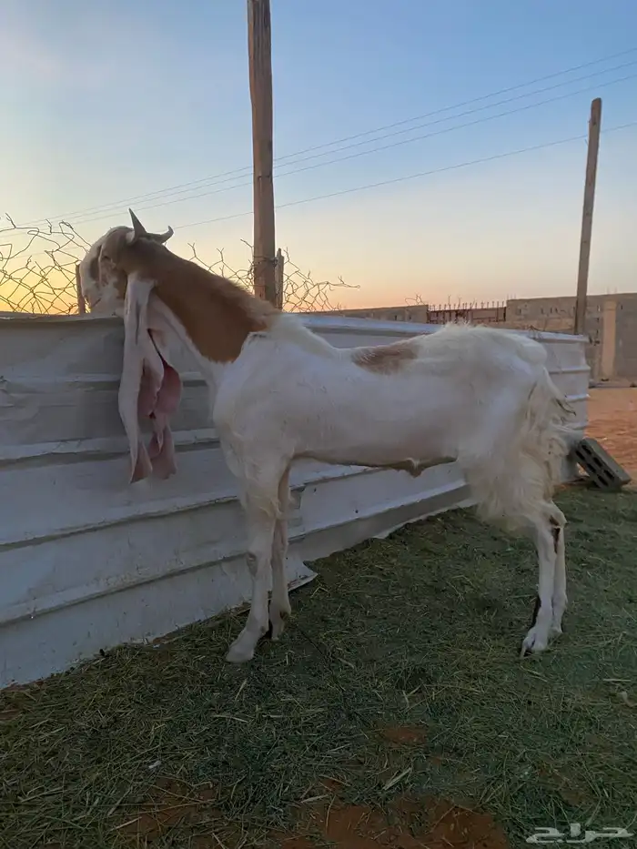 تيس هولندي 0