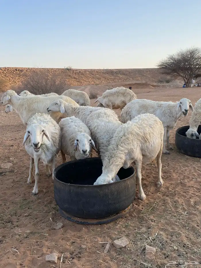 غنم حريات خلفات 7