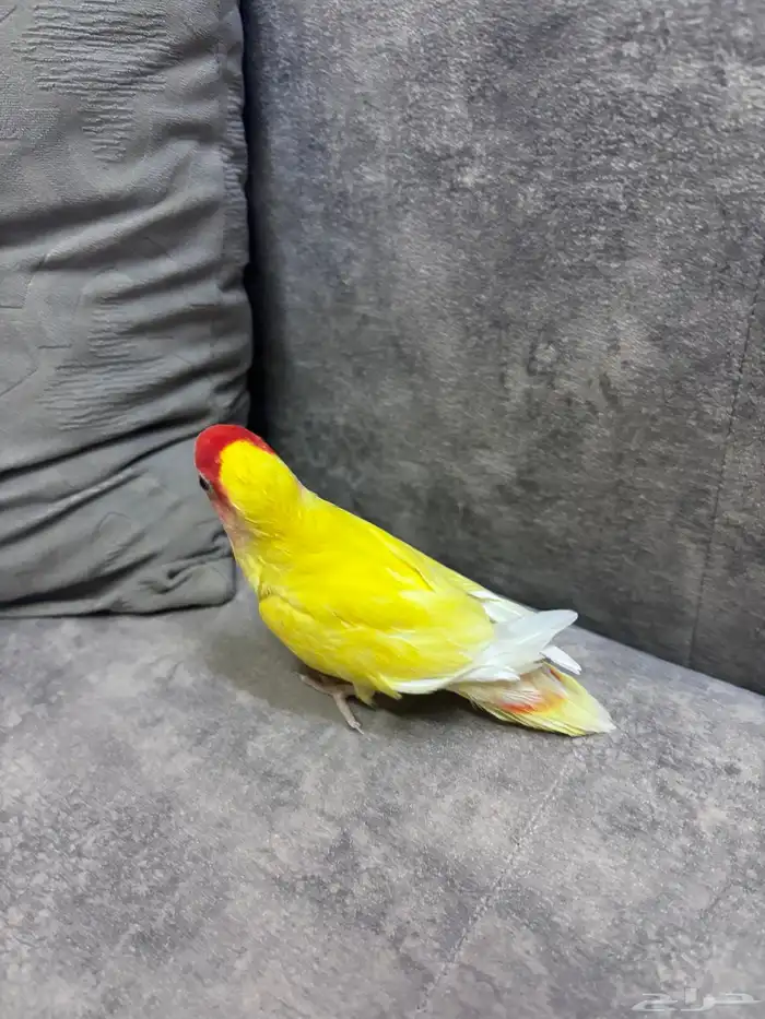 روز اليف لعوب 1