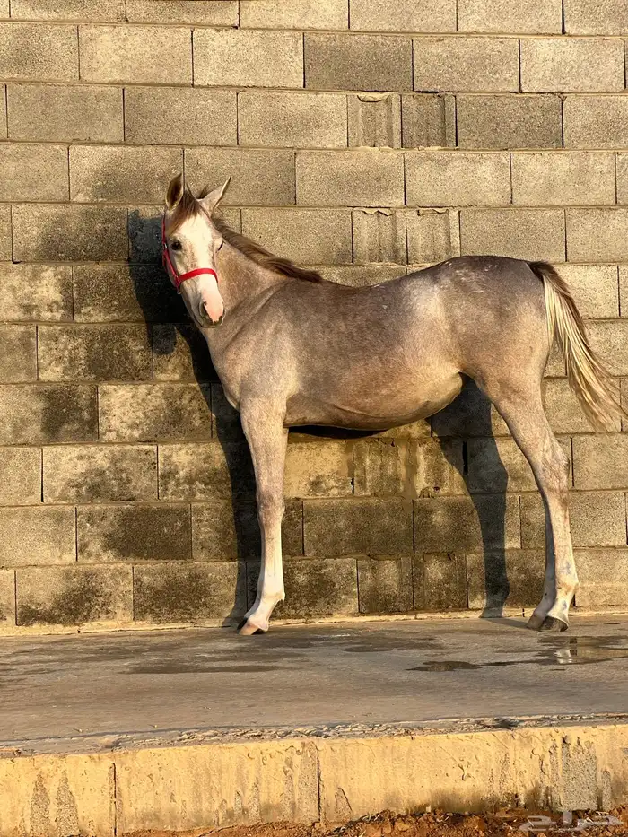 مهره واهو 2