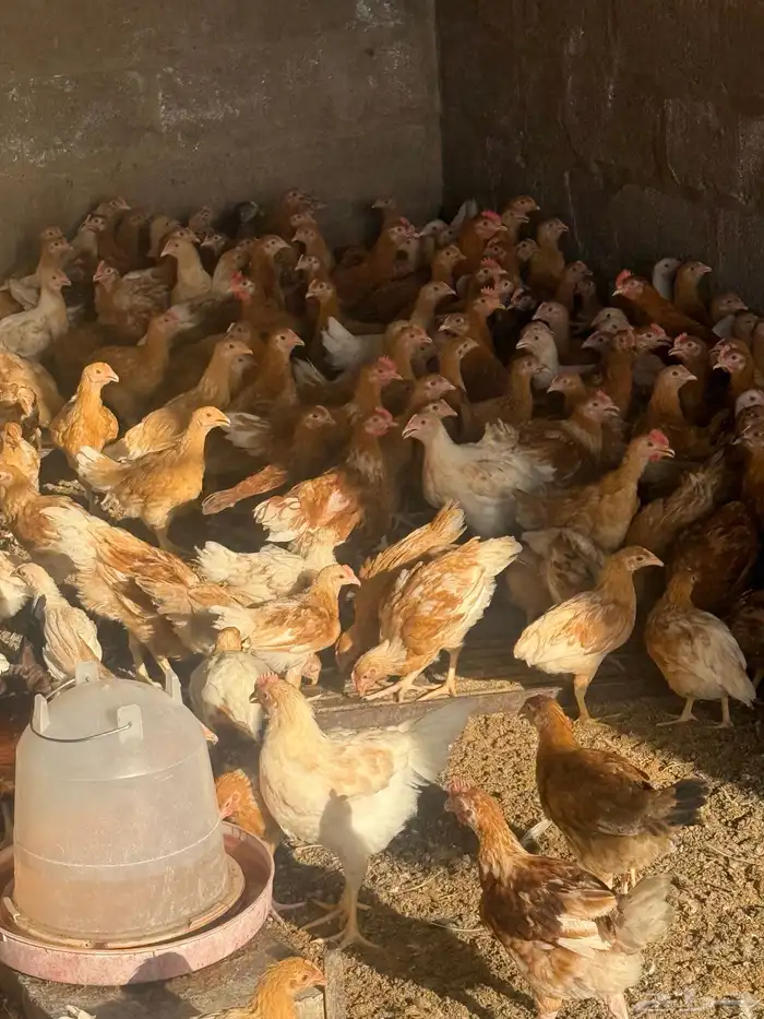 صوص تركي 1