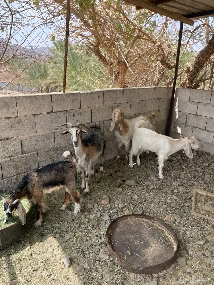 خرفان تيوس خرفي كبير صغير 7