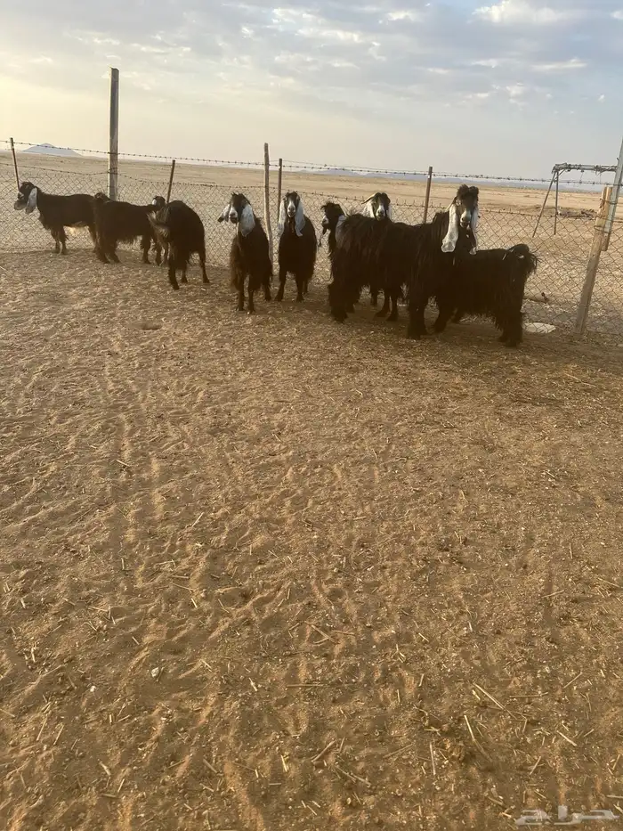 معزا مضاريع 0