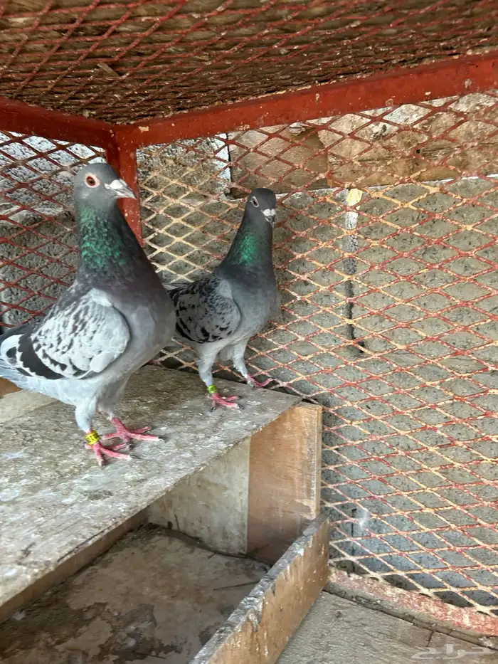 زاجل سباق 3