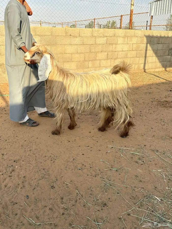 معز عوارض جرومه كبار 1