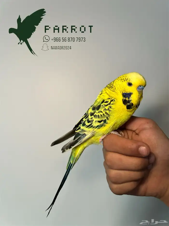 بادجي اليف 0