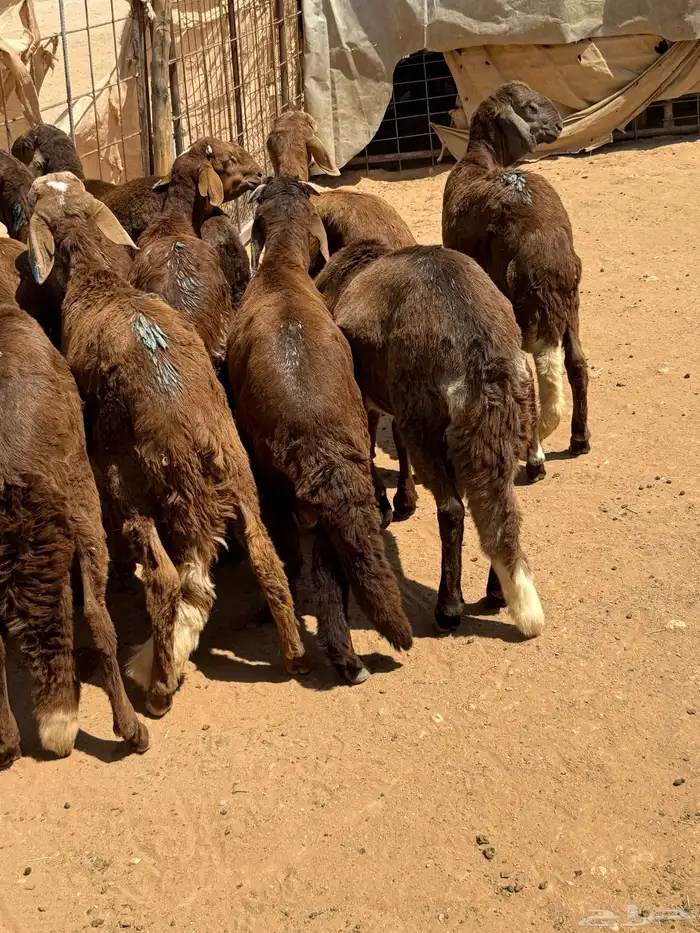 ذبايح مرابي طيبه جذعان من المزرعه 2