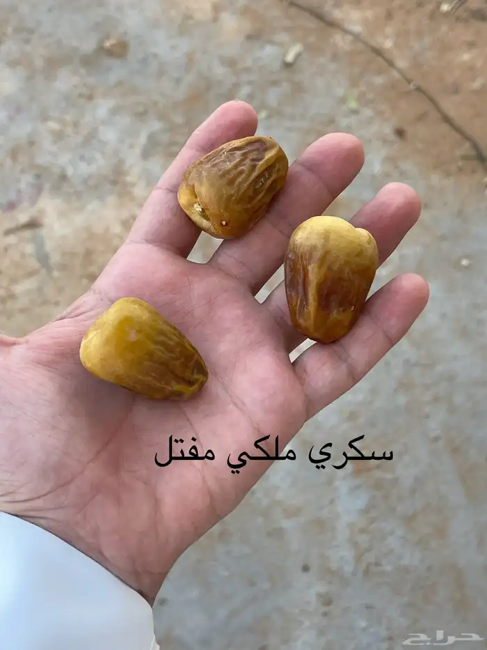 تمر سكري وحلوه ومكتومي 0