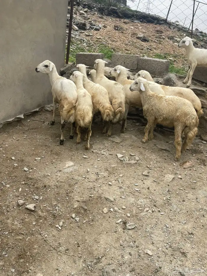 طليان للبيع 2