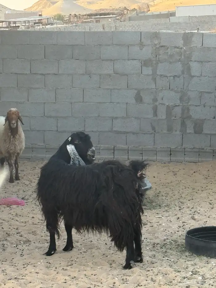 معزئ رغايث للبيع روم وسلم عدد ثنتين 2
