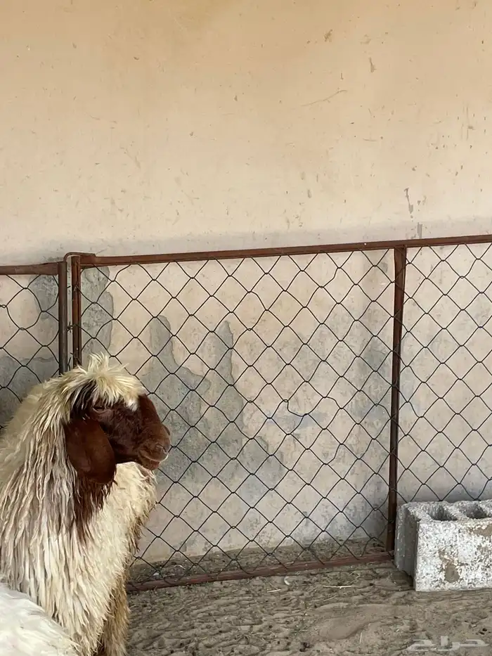 جذعة نعيمية طيبه 0