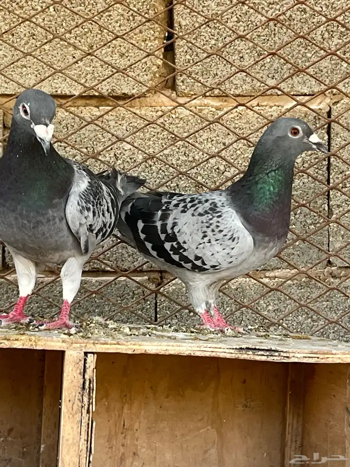زواجل سباق فاخره 9