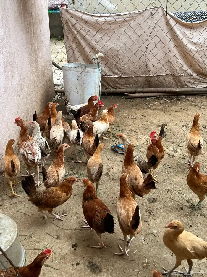 دجاج بلدي 1