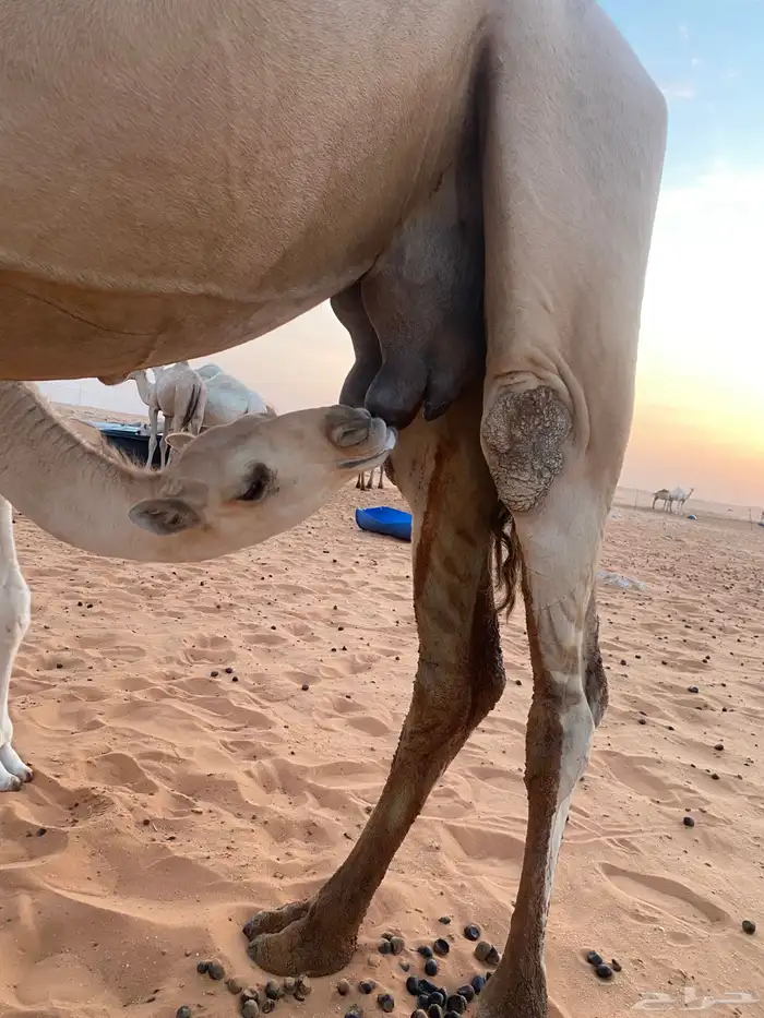 خلف تحت بكره شرط من كل شي 0