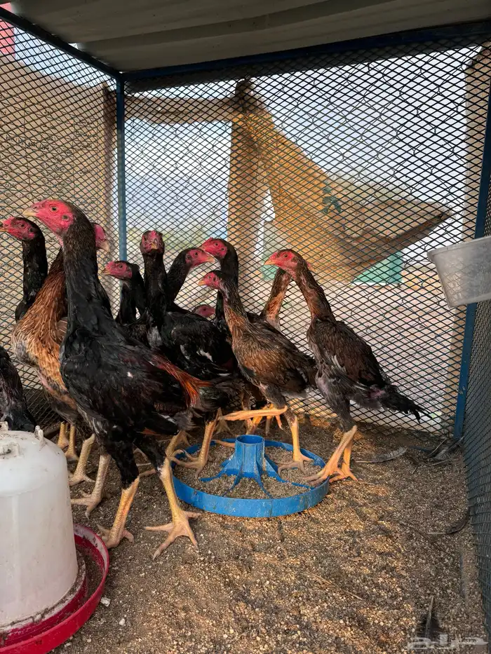 فروخ شامو ياباني (تم البيع ) 1