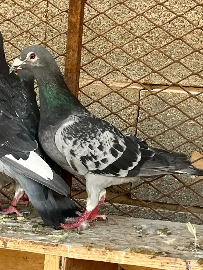 زواجل سباق فاخره 11