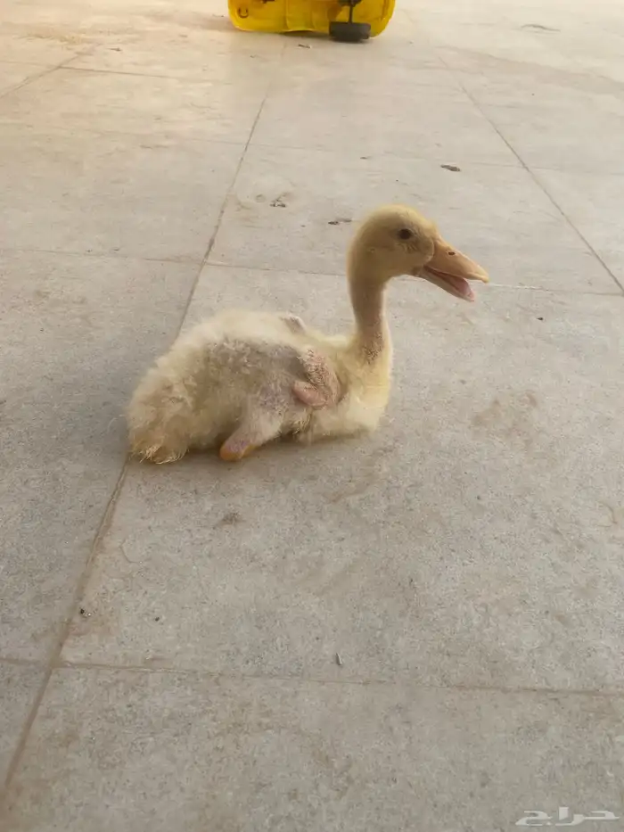 بط للبيع 0