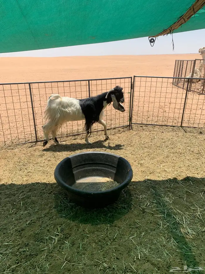 البيع تيس عارضي حار 5