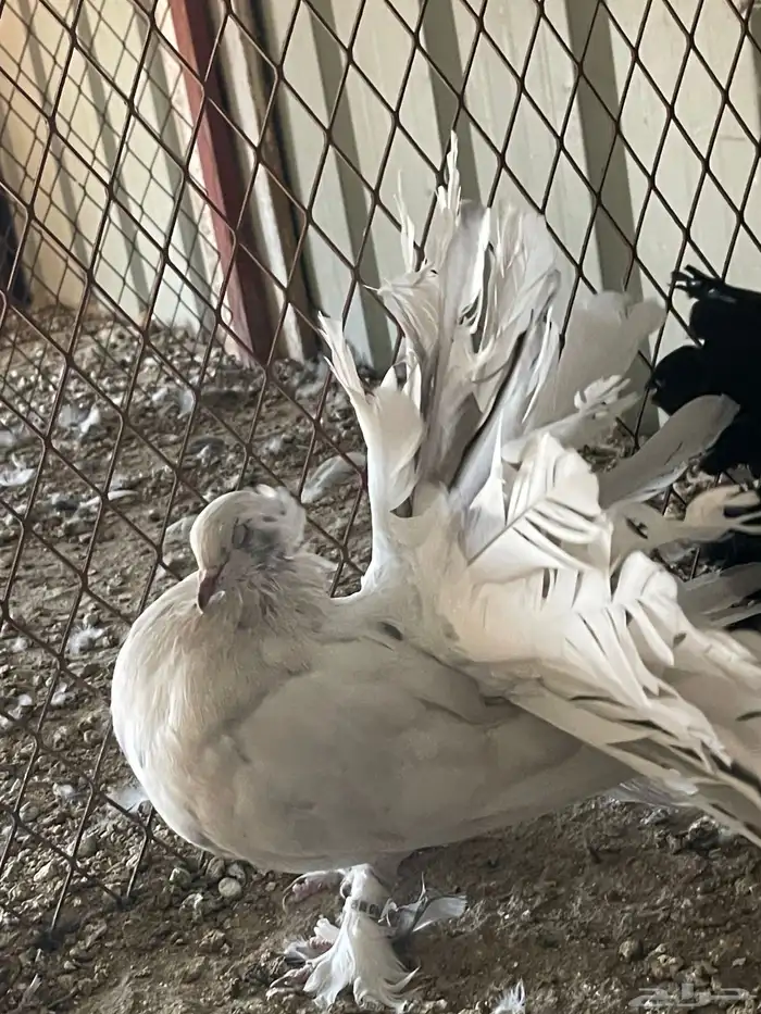للبيع طبه امريكي اوفر باقي لها تقريبا 3 ريش 1