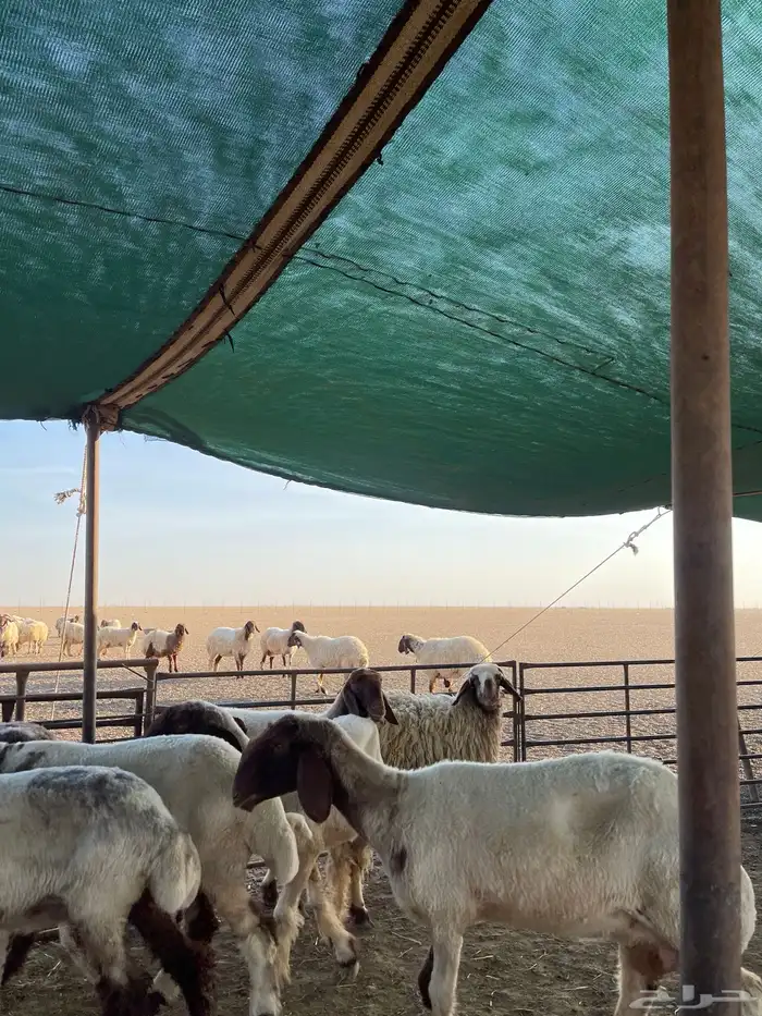 شياه مقنوي اشباب فاخخره 4