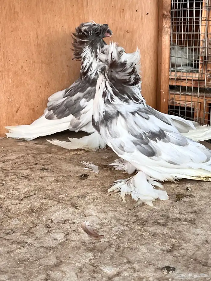 طبة بخارة 4