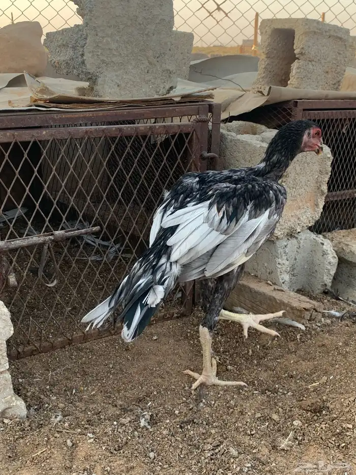 للبي ديكه ثلاث اللون رصاصي 8