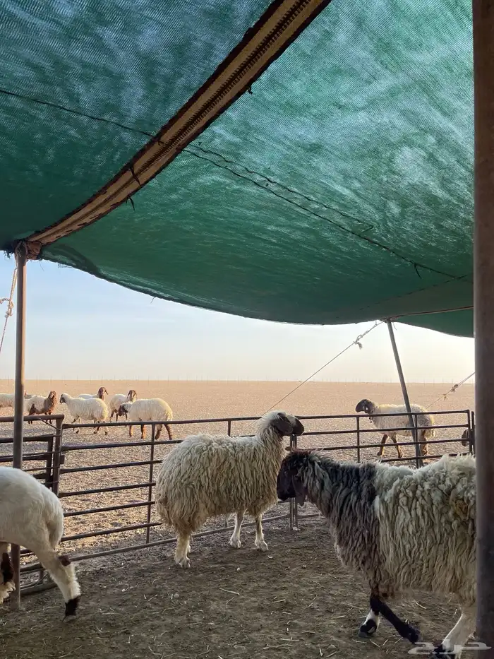 شياه مقنوي اشباب فاخخره 7
