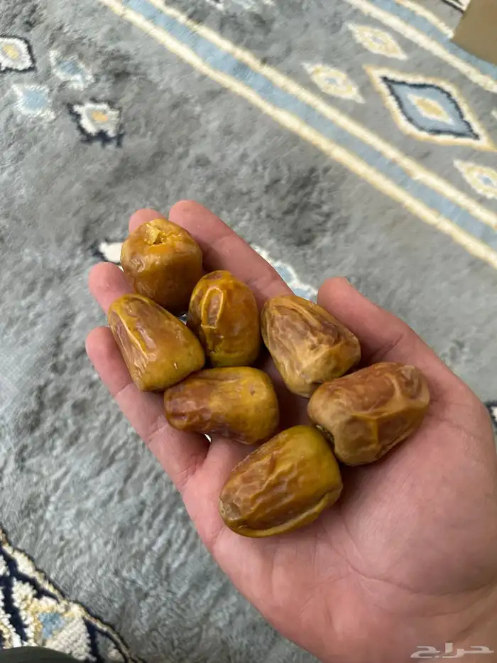 تمر سكري و برحي غير مفروز 10
