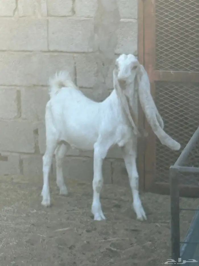 مشروع فحل طيب هولندي 2