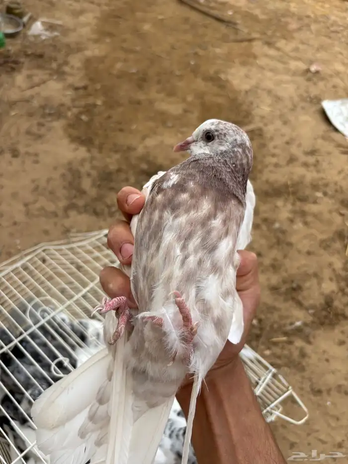 للبيع فروخ حمام ذبح 0