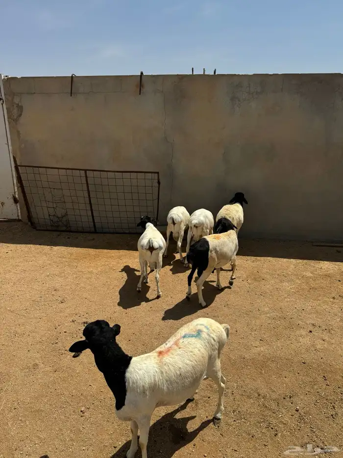 برابر مرابي وطيبه 1