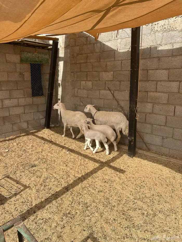 حرية معها طلي 0
