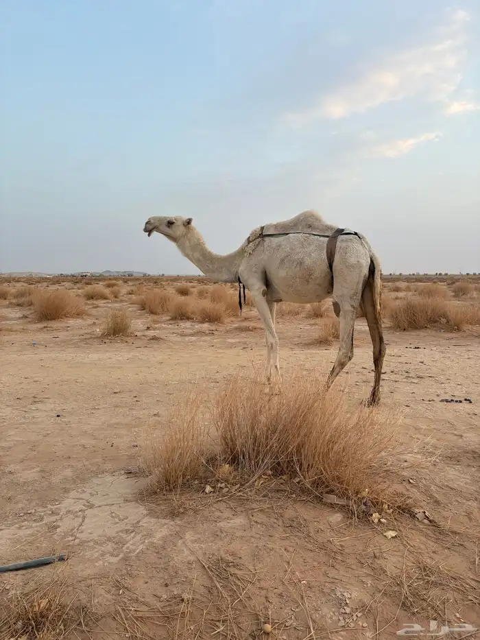 ست عشاير صوالح على جميع الشروط 9