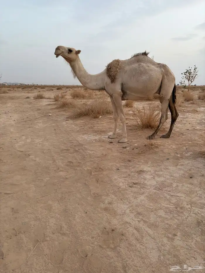 ست عشاير صوالح على جميع الشروط 3