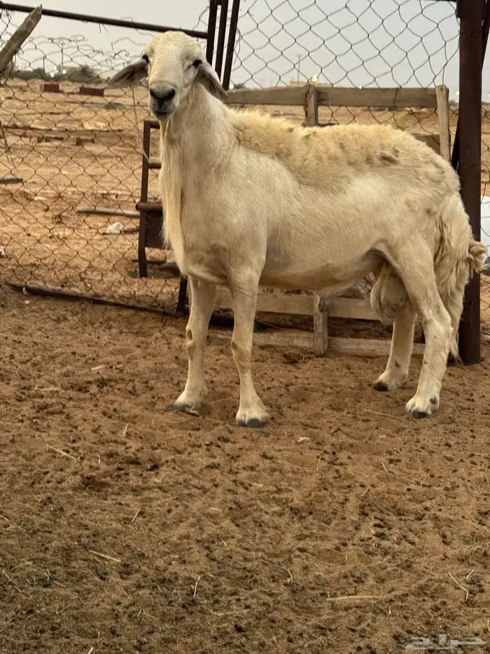 طلي حري صنف 0
