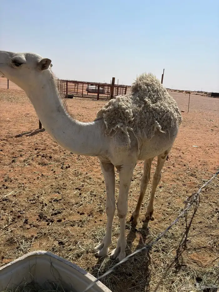 قعود للبيع 6