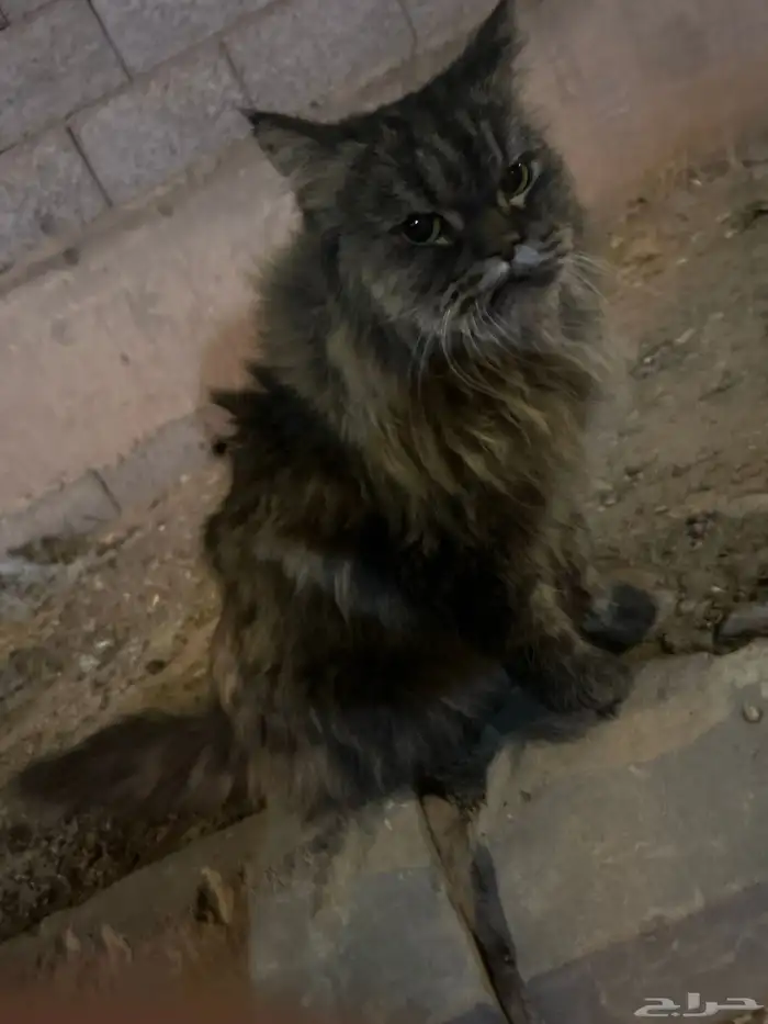 قطة ضايعه 1