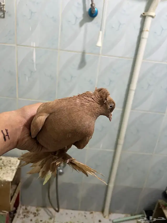 انثئ منتجه للبيع 0