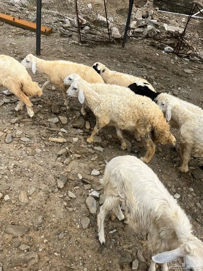 طليان 11