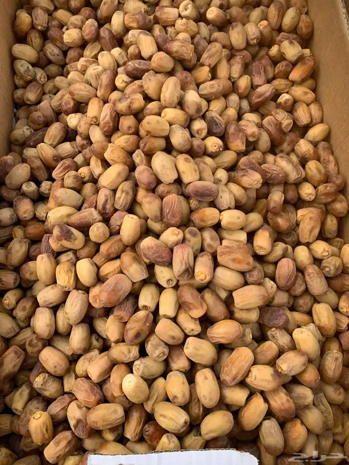 تمر صفري بيشة صافي حبة ملكي 1