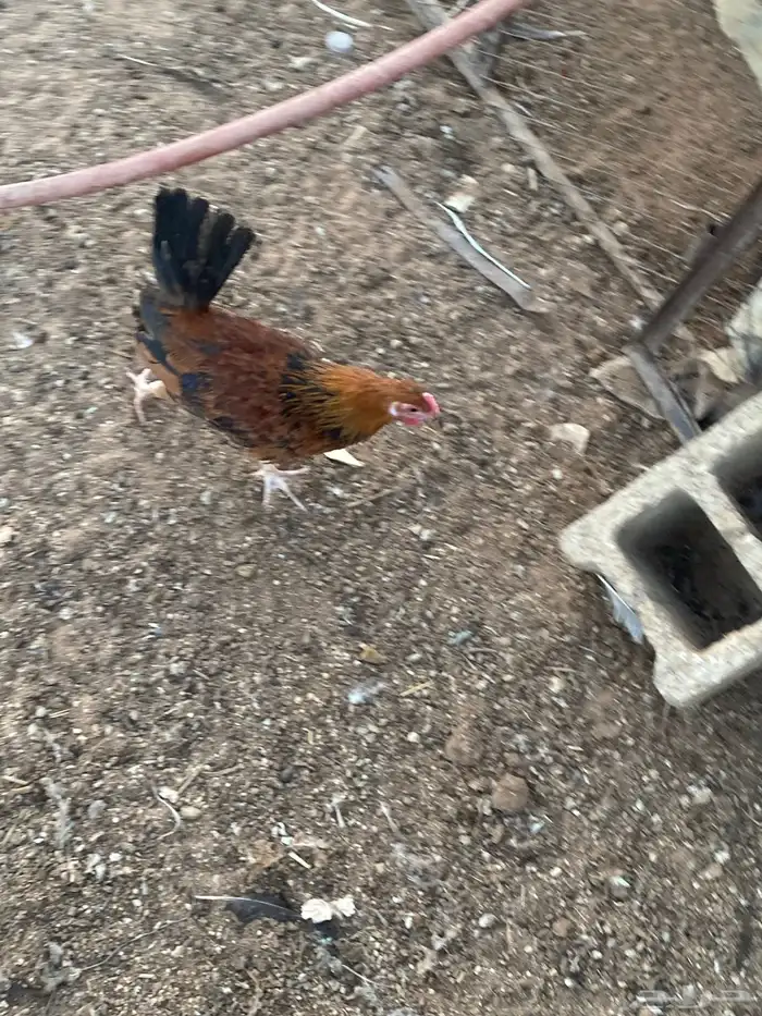 فروخ دجاج 2