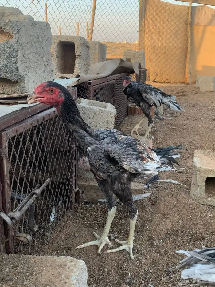 للبي ديكه ثلاث اللون رصاصي 5