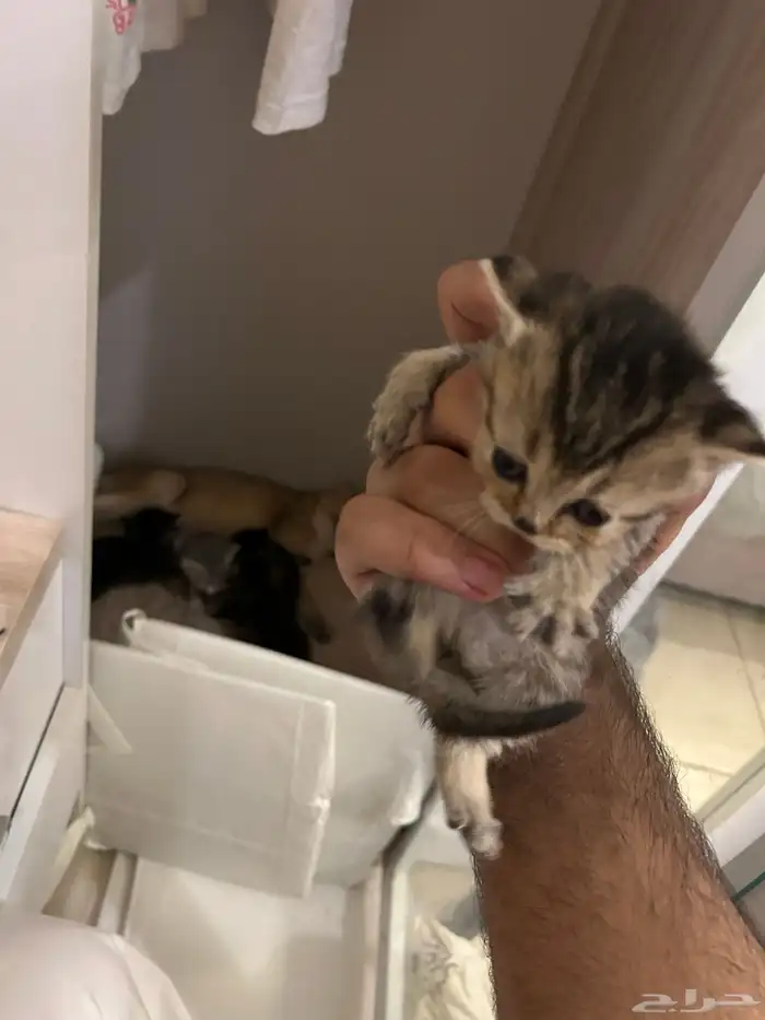 قطط 4