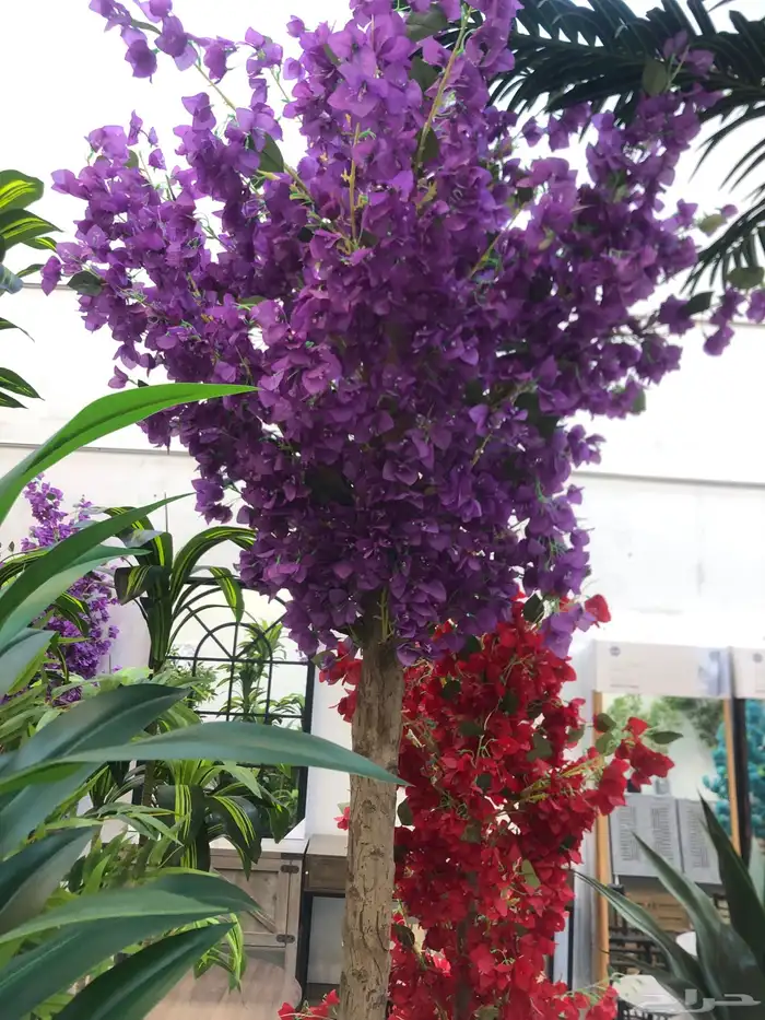 تنسيق الحدائق المنزلية 5