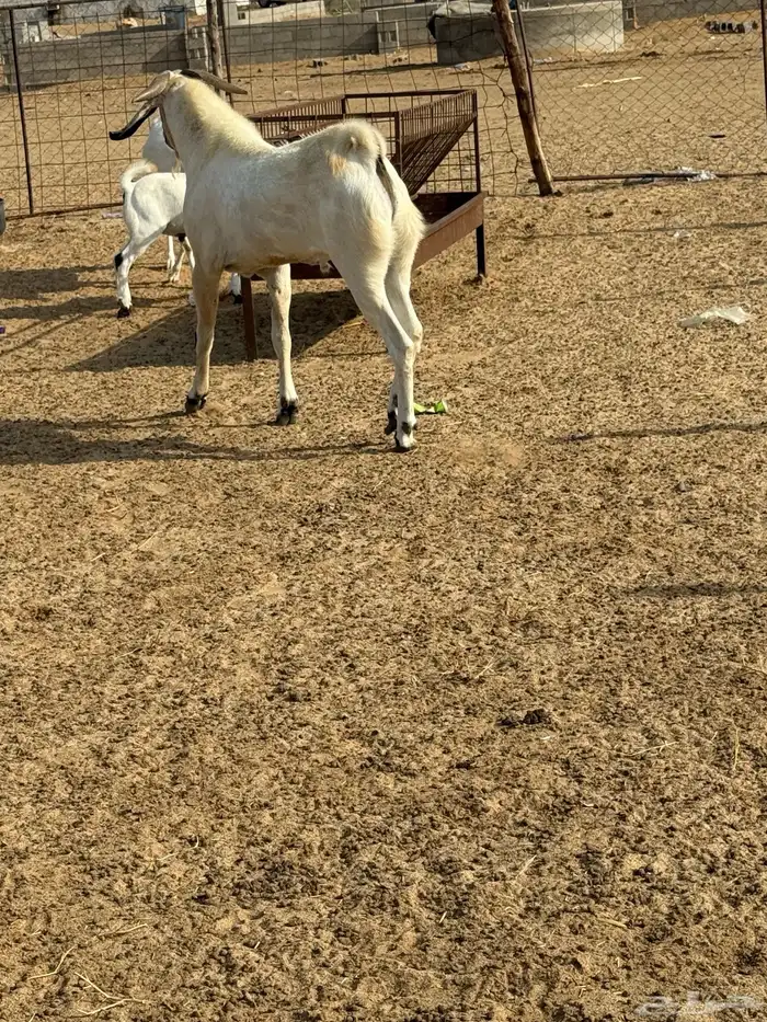 شرق القنفذة 4